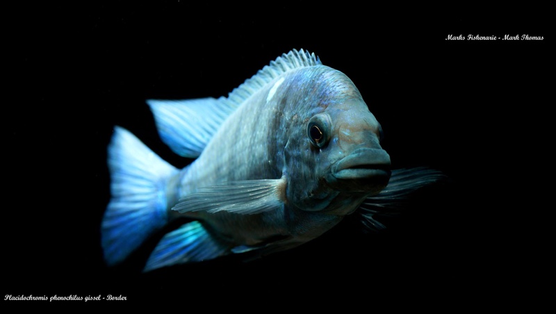 Placidochromis sp. 'phenochilus gissel' Border